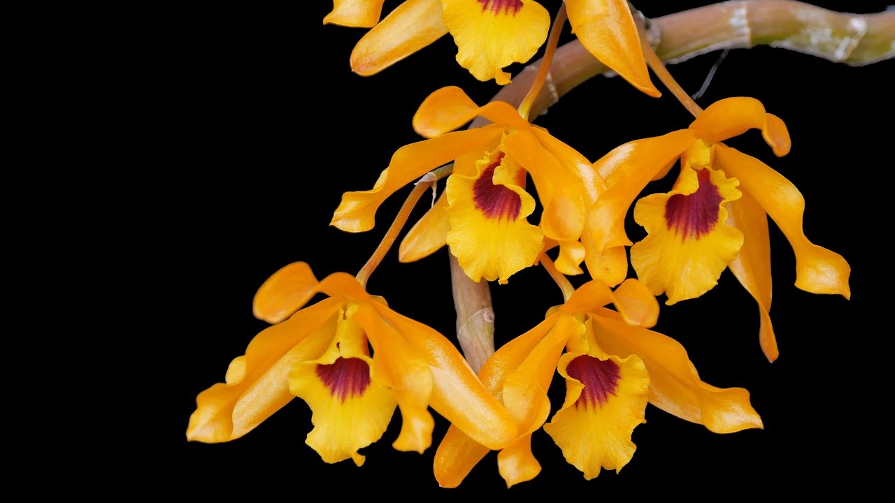 Dendrobium Chanthaboon Sunrise