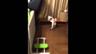 Cooper playing with balloons part3 9/7/2015