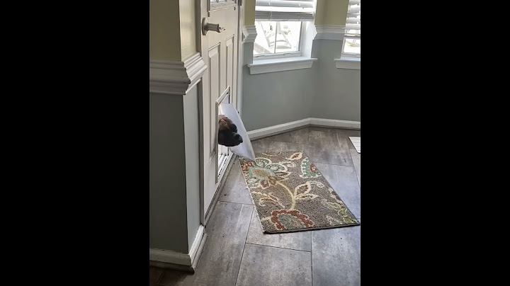 I'm trying to teach it to use a dog door!#fyp #foryou #dog #petlove #doglover #funny #fypage #dogs