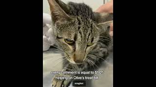 Please donate and help 🙏Olive was found with bloated tummy and skeleton body