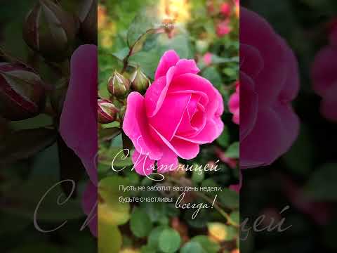 С Пятницей. Доброе утро#music#доброеутро#пожеланиядоброгоутра#цитаты#мотивация#открытки#розы#цветы