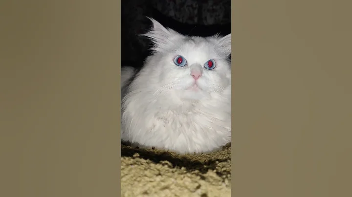 Watch the video about Red eyes Persian Kitten #shorts