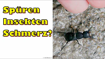 Können Spinnen Schmerzen haben?