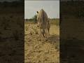Donkey Video Viral Donkey Animals Foryou Youtubeshorts