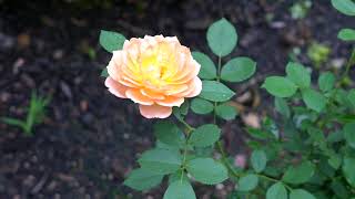Lady Of Shallot And Princess Alexandra Of Kent