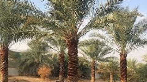 علمي طفلك القرآن سورة المؤمنون عبدالإله بن عون