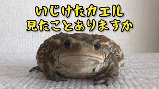 My toad was acting suspiciously.//いじけたカエルが可愛かった