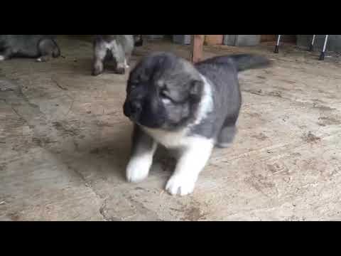 +995 555 73 40 73 კავკასიური ნაგაზი, Caucasian (GEORGIAN) Shepherd - kavkasiuri nagazi