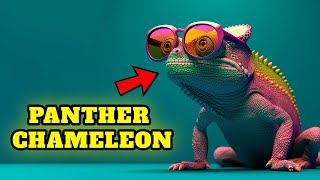 Before you buy a Panther Chameleon pet you should know this