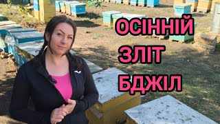 картинка: Чому злітають бджоли восени. Осінній зліт або колапс бджіл, причини. Лайк бі