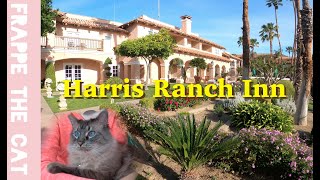 Balinese cat goes to Harris Ranch Inn and Restaurant by Frappe the cat 739 views 1 year ago 4 minutes, 56 seconds