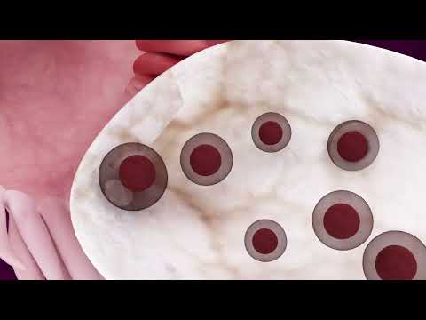 Menstrual Cycle Explained Phases Of The Ovulation Process
