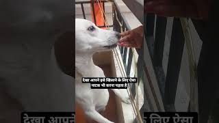 jealousy 😂, ऐसे तो खाएगा 😍@thepeacedogaloka #Cute#pets#doglover #shorts #indianspitz