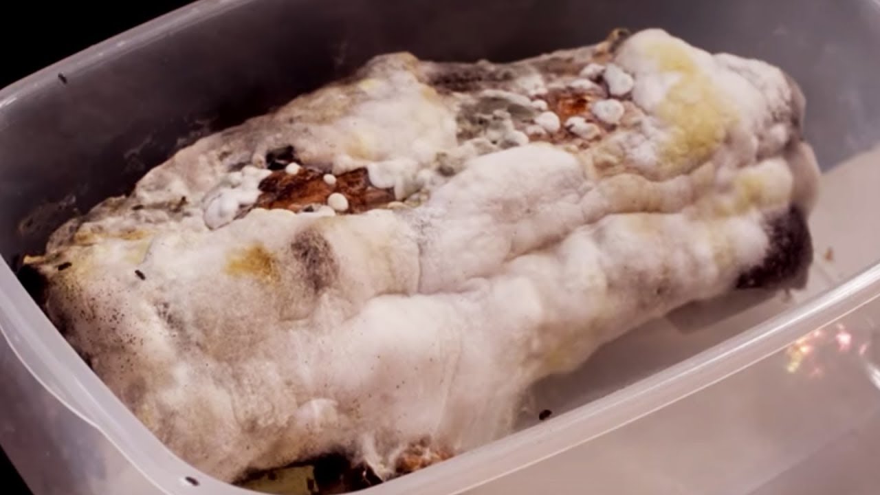 Can You Eat Mouldy Food After Life The Science Of Decomposition Can You Eat Mouldy Food After Life The Science Of Decomposition