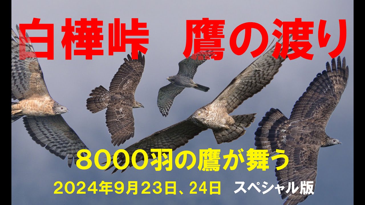 白樺峠 鷹の渡り 2024スペシャル版 Shirakaba Pass Hawk Migration 2024 Special Edition ...