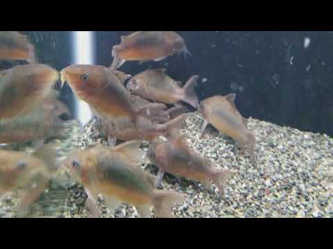 Cパンタナルエンシス