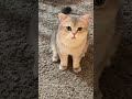 What’s that supposed to mean🤣#cat#shorts,#Short,#mew_cash,#shortsvideo,