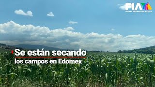 El calor sigue afectando a México | Se están secando los campos