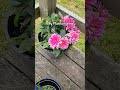 I said I’d only grow a couple  this year… #gardening #gardenlife #planttok #growyourown