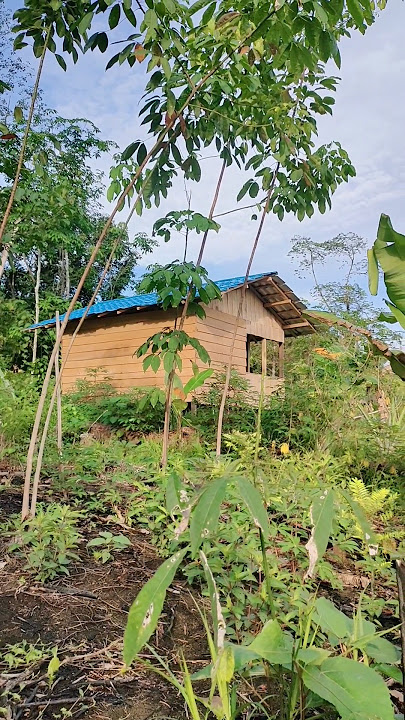 Pondok Sederhana! Di Tengah Hutan Pedalaman Kalimantan #borneo #kalimantan