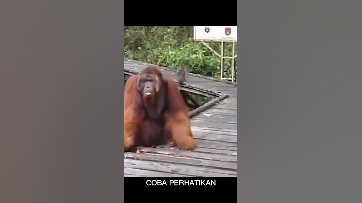DETIK-DETIK MONYET DIHAJAR ORANG UTAN | MONKEYS PUNCHED BY ORANG UTAN #Shorts