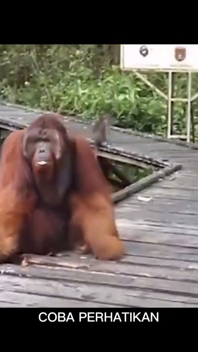 DETIK-DETIK MONYET DIHAJAR ORANG UTAN | MONKEYS PUNCHED BY ORANG UTAN #Shorts