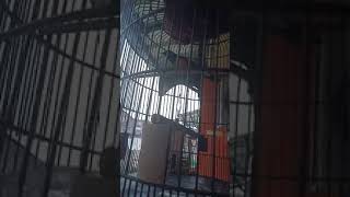 Beli Murai Borneo Macet Jadi Gacor