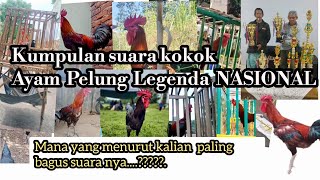 A group of legendary champion pelung chickens crow loudly