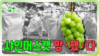 샤인머스캣은 망•했•다!! ㅣ 샤인머스캣 가격이 떨어지는 이유ㅣ 맛있는 샤인머스캣 고르는 법