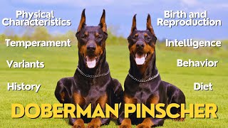 Unveiling Doberman Pinscher  Surprising and Fascinating Facts