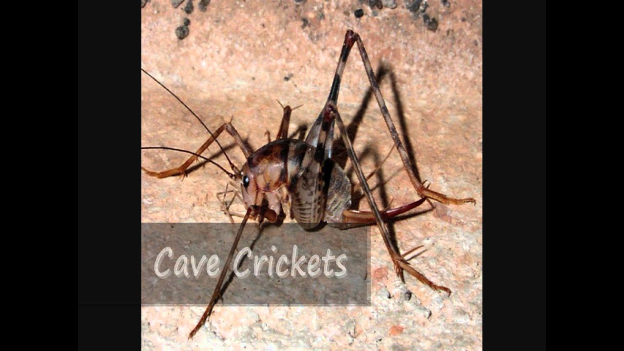 Organic Pest Control in NJ