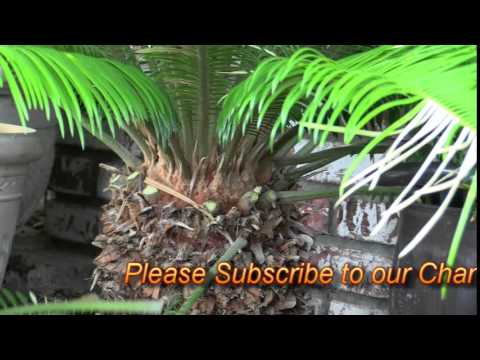 How to Prune a Sago Palm