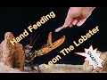 Hand Feeding Leon the Lobster  Ohhhhh SNAP!!!