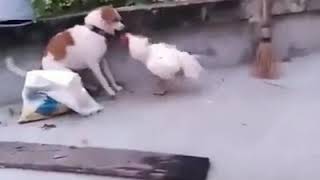 Dog fight with cock