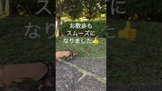 朝のお散歩　ワンコ　ミニチュアダックス スムース