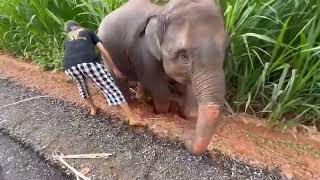 Woman helps baby elephant stuck on the side of the road