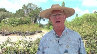 How to Grow Orange Trees