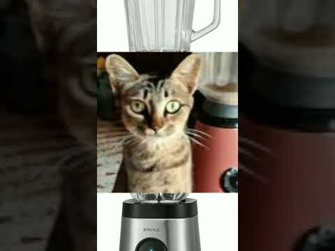 Do You Remember This Cat In Blender Cat Blender Catblender Short Blendersareforsmoothies