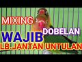 Masteran Suara Dobelan Untuk Love Bird Untulan Mp3 - Mp4 Download
