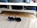 Bunnies Listening to the EMI Harmony Vocoder Audio-Demo