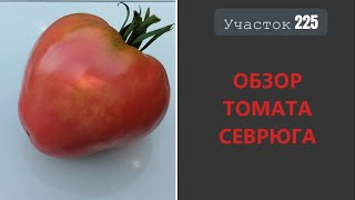 Томат Севрюга. Пожалуй, лучший из мясистых!