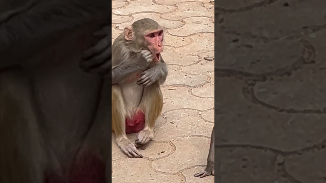 Monkey Cheek Pouches & their Hidden Secrets