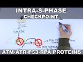 Intra S Phase Checkpoint