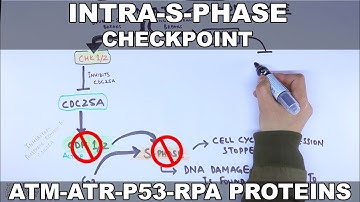 Intra S Phase Checkpoint