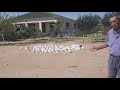 #BAKU #PIGEONS.  Широкохвостые голуби! Питомник Фируза Алиева в Баку!