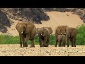 How elephants survive in the worlds most hostile desert namibias desert wildlife documentary