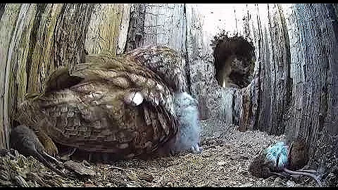 The owl didn't hatch for two years, so we put two little owls in her nest