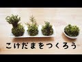 苔玉を作ってみよう　Let's make the moss ball