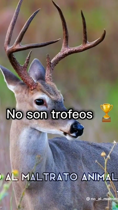 𝕟𝕠 𝕖𝕤 𝕞𝕚𝕠 𝕡𝕖𝕣𝕠 𝕢𝕦𝕚𝕤𝕖 𝕤𝕦𝕓𝕚𝕣 𝕖𝕤𝕥𝕠 𝕟𝕠 𝕤𝕖 𝕒𝕔𝕖𝕣 𝕧𝕚𝕕𝕖𝕠𝕤 𝕒𝕤𝕚́ 𝕡𝕖𝕣𝕕𝕠́𝕟.