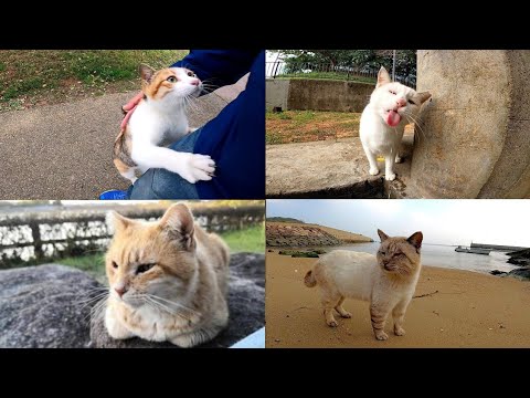 猫 動画 人気 2019